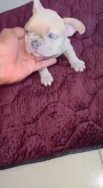 A cream Frenchie puppy being gently held under the chin