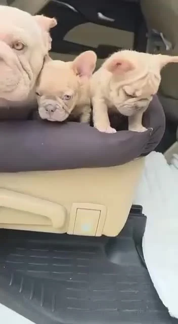 Frenchies together in a car seat