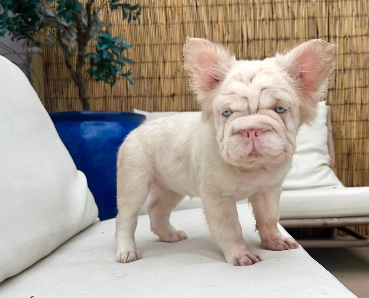 A fluffy Frenchie standing on an outdoor cushion