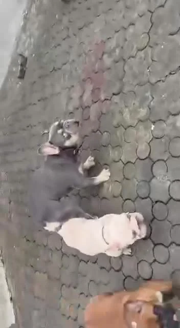 French Bulldogs together outdoors